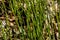 Equisetum hyemale, commonly known as rough horsetail, scouring rush