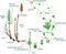 Equisetum life cycle. Diagram of life cycle of horsetail Equisetum Arvense with dioecious gametophyte and titles