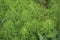 Equisetum sylvaticum, the wood horsetail, growing in the forest