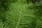 Equisetum telmateia with bright green steam