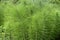 Equisetum telmateia with bright green steam