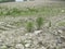 Equisetum telmateia in a marsh place