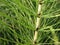 Equisetum telmateia stalk close up