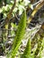 Equisetum telmateia stalk close up