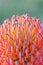 So Equisite Leucospermum Flower, Romsey, Victoria, Australia, November 2020