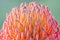 So Equisite Leucospermum Flower, Romsey, Victoria, Australia, November 2020