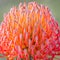 So Equisite Leucospermum Flower, Romsey, Victoria, Australia, November 2020