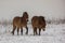 Equus ferus przewalskii , also called the takhi, Mongolian wild horse or Dzungarian horse