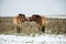 Equus ferus przewalskii , also called the takhi, Mongolian wild horse or Dzungarian horse, They`re having a nice time