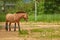 Equus ferus przewalskii. Przewalski's wild horse in the aviary