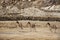 Equus kiang or wild asses grassland while winter season at Leh Ladakh in Jammu and Kashmir, India