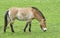 Equus przewalskii - wild horse