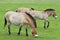 Equus przewalskii - wild horses