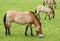 Equus przewalskii - wild horses