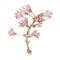 The era of flowering almonds, spring. pink almond Watercolor flowers on branches without leavesisolated on white background