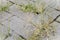 Eragrostis minor with flowers on the ecological sidewalk