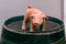 Ð¡eramic toy pig on a wine barrel. Chinese horoscope year of the