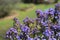 the Eranthemum pulchellum or Blue Sage, Death Camas