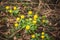 Eranthis flowers in yellow color blooming