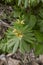 Eranthis hyemalis close up