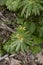 Eranthis hyemalis close up