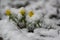 Eranthis hyemalis winter aconite flowers in bloom, beautiful early springtime yellow flowering plants covered with snow