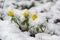 Eranthis hyemalis winter aconite flowers in bloom, beautiful early springtime yellow flowering plants covered with snow