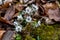Eranthis pinnatifida pretty flower that blooms in early spring.