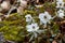 Eranthis pinnatifida pretty flower that blooms in early spring.
