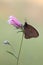 Erebia aethiops butterfly on a wild flower