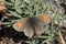 Erebia callias