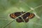 Erebia euryale, the large ringlet, is a species of butterfly belonging to the family Nymphalidae