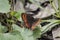 Erebia euryale, the large ringlet, is a species of butterfly belonging to the family Nymphalidae