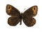 Erebia gorgone