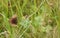 Erebia ligea, the Arran brown, on some leaves