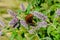 Erebia medusa, Woodland Ringlet Butterfly in natural habitat