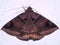 Erebid moth (family Erebidae) Anobinae species