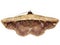 Erebid moth (family Erebidae) Calpinae - Letis species