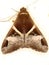 Erebid moth (family Erebidae) Erebinae Melipotini - Melipotis fasciolaris