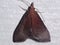 Erebid moth (Family Erebidae) unknown species