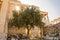 The Erechtheion and legendary olive tree, Athens, Greece