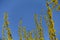 Erect branches of forsythia with yellow flowers against blue sky