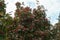 Erect branches of Sorbus aria with red berries