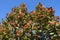 Erect branches of speckled with red berries and autumnal foliage against blue sky