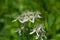 Erect clematis white flowers - Latin name - Clematis recta