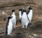 Erect-crested Penguin, Eudyptes sclateri