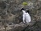 Erect-crested Penguin, Eudyptes sclateri