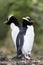 Erect-crested Penguin, Eudyptes sclateri