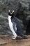 Erect-crested Penguin, Eudyptes sclateri