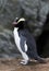 Erect-crested Penguin, Eudyptes sclateri